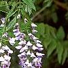 Wisteria floribunda, flowers