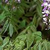 Wisteria floribunda, flowers