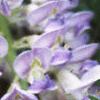 Wisteria frutescens, flowers