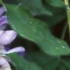 Wisteria frutescens, flowers