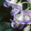 Wisteria frutescens, flowers