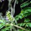 Wisteria frutescens, flowers