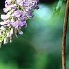 Wisteria frutescens, flowers