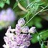 Wisteria frutescens, flowers