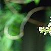 Wisteria frutescens, flowers