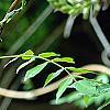Wisteria frutescens, flowers