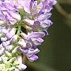 Wisteria frutescens, flowers