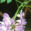 Wisteria frutescens, flowers