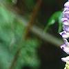 Wisteria frutescens, flowers