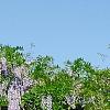 Wisteria sinensis, habit