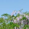 Wisteria sinensis, habit