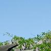 Wisteria sinensis, habit