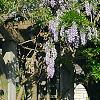 Wisteria sinensis, habit