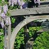 Wisteria sinensis, habit