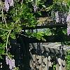 Wisteria sinensis, habit
