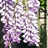 Wisteria sinensis, flowers