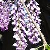 Wisteria sinensis, flowers