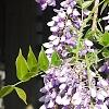 Wisteria sinensis, flowers