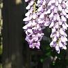 Wisteria sinensis, flowers