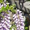 Wisteria sinensis, flowers