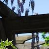 Wisteria sinensis, flowers