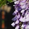 Wisteria sinensis, flowers