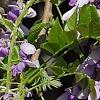 Wisteria sinensis, flowers