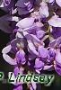 Wisteria sinensis, flowers