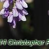 Wisteria sinensis, flowers