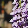 Wisteria sinensis, flowers