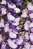 Wisteria sinensis, flowers