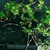 Wisteria venusta, habit