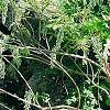 Wisteria venusta, habit