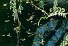 Wisteria venusta, habit