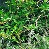Wisteria venusta, habit
