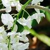 Wisteria venusta, flowers