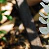 Wisteria venusta, flowers