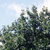 Castanea dentata, habit