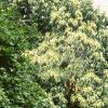 Castanea dentata, habit