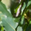 Castanea dentata, leaves