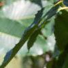 Castanea dentata, leaves