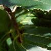 Castanea dentata, leaves