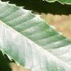 Castanea dentata, leaves