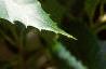 Castanea dentata, leaves