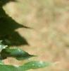 Castanea dentata, leaves