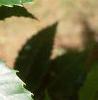 Castanea dentata, leaves