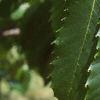 Castanea dentata, leaves