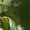 Castanea dentata, leaves