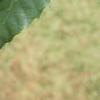 Castanea dentata, leaves