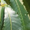 Castanea dentata, leaves